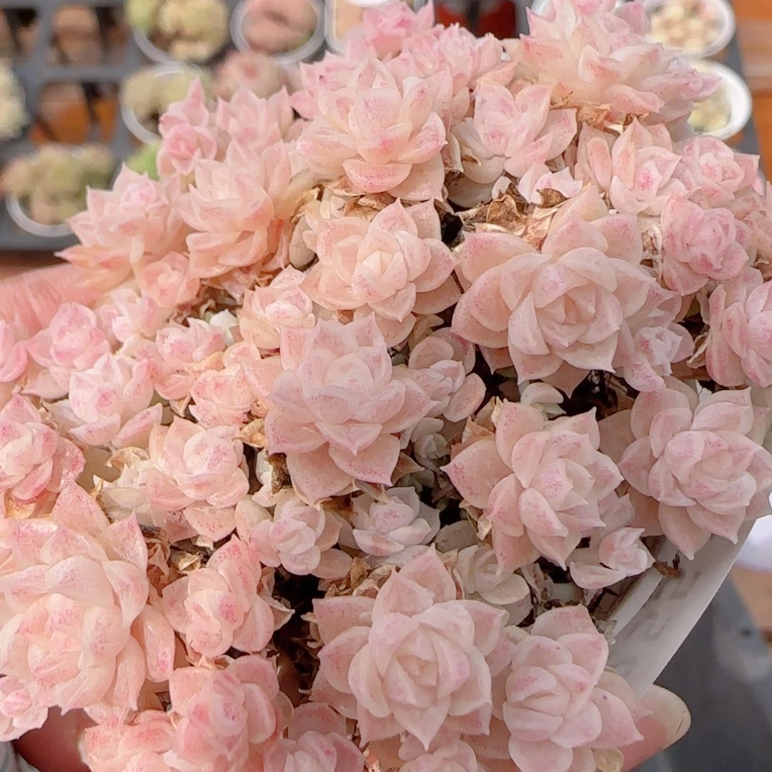 花语多肉1221-255散