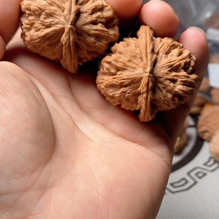 40尺寸白狮子有白尖没修