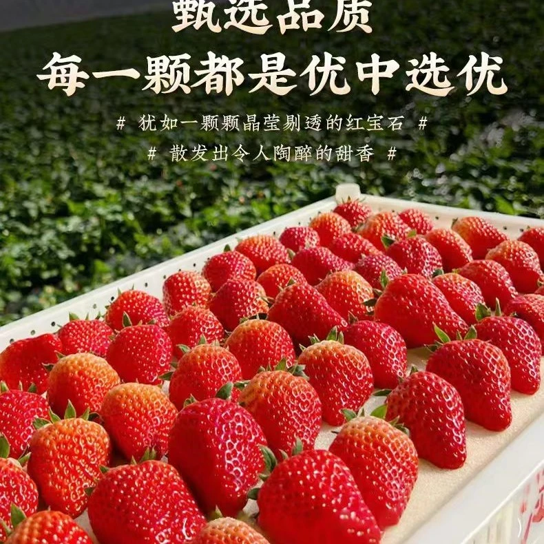 正宗丹东九九草莓现摘现发顺丰包邮丹东