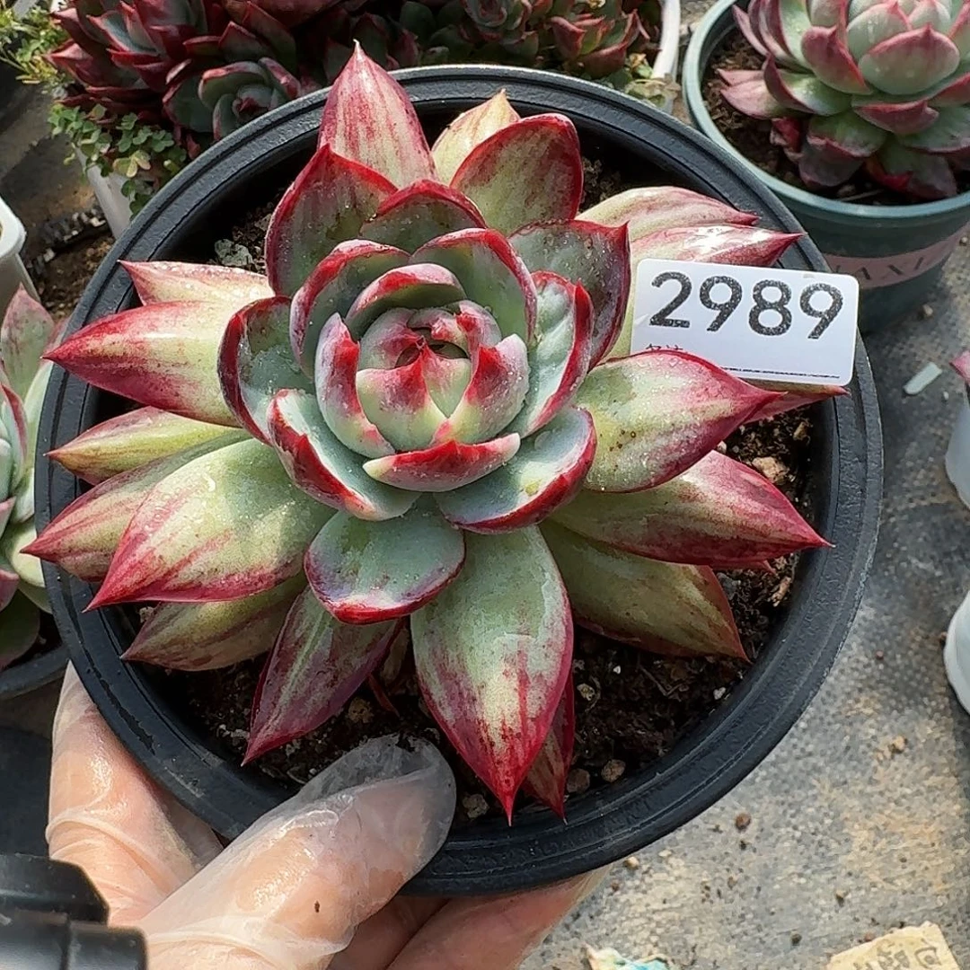 惊鸿仙子 2987........