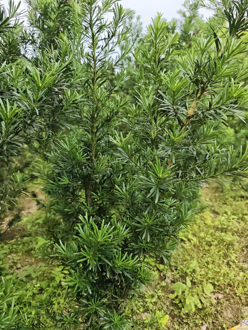 2 - 3公分粗50 - 80高罗汉松盆栽地栽阳台种植绿植盆景