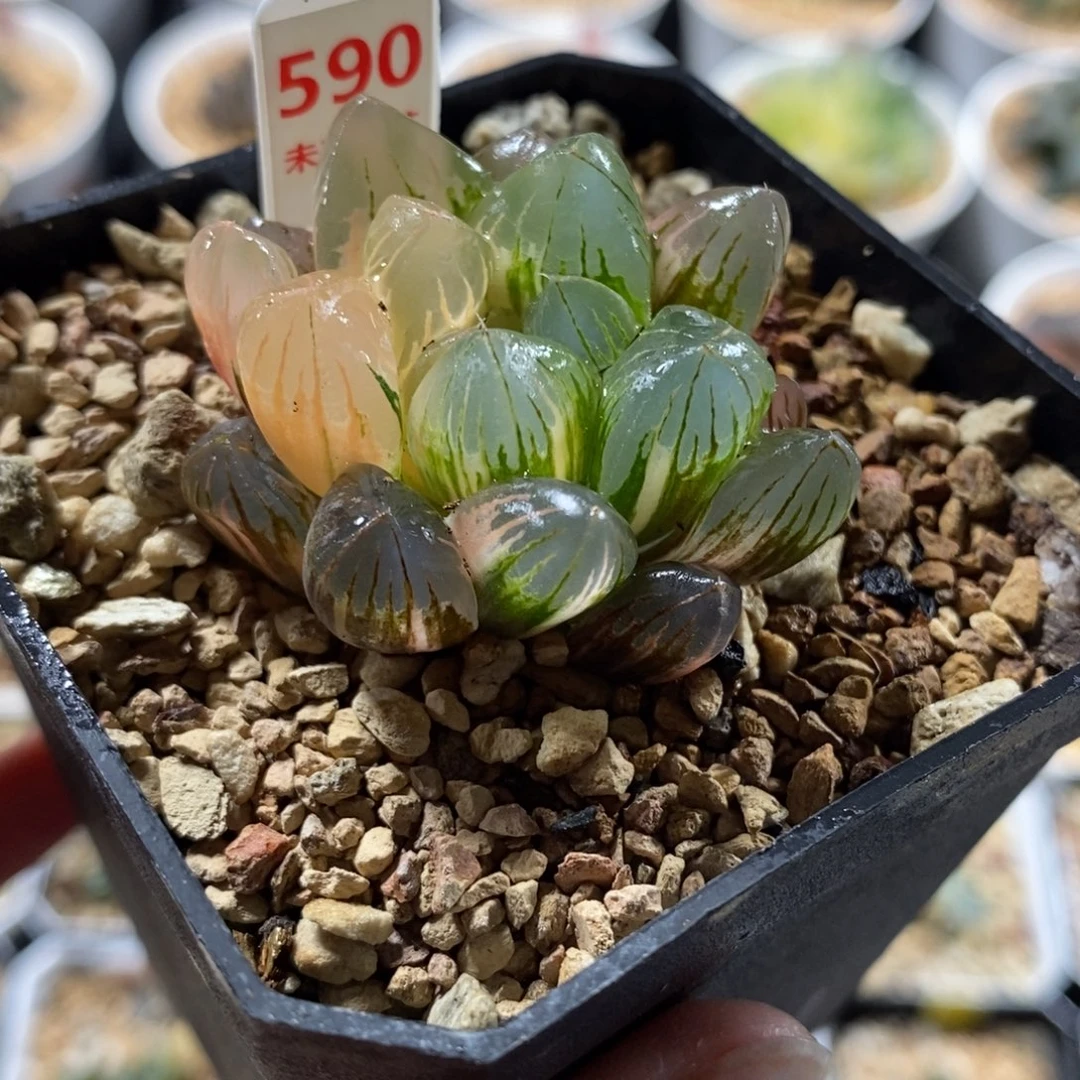 590老川玉露锦一物一图