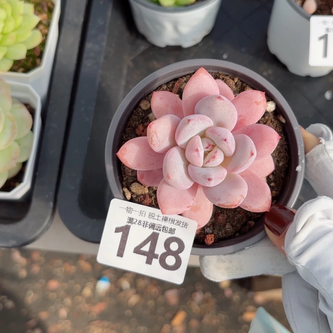 星星雪无盆土发货