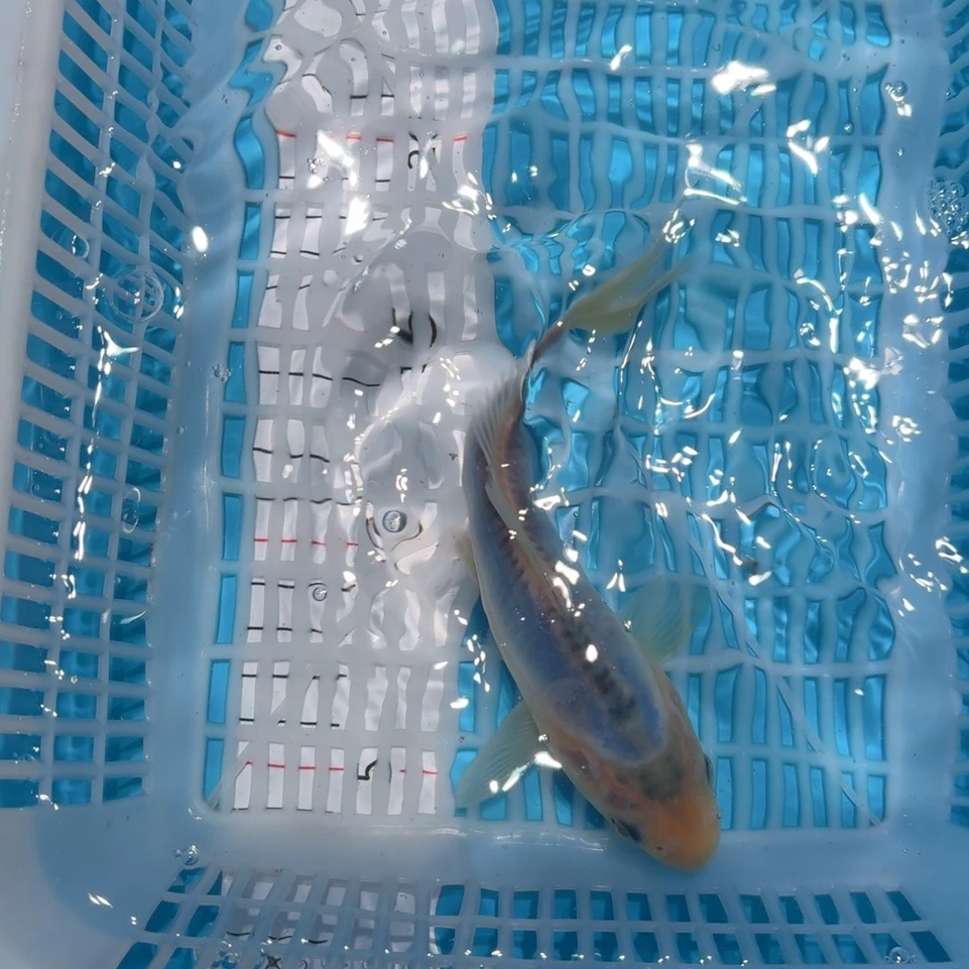 锦鲤锦鲤观赏鱼一物一拍