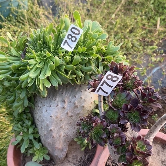 知***）多肉植物两个微瑕780.778