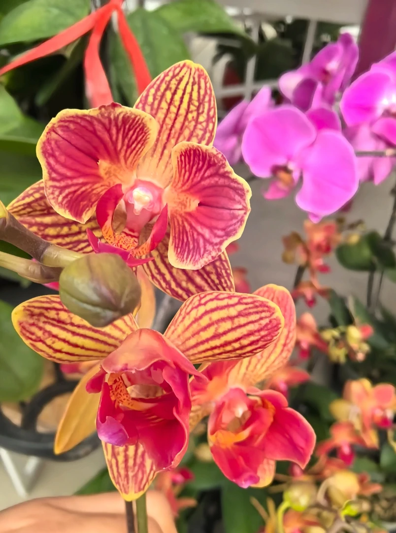 《日升》蝴蝶兰3.0寸杯多花剑出梗苗