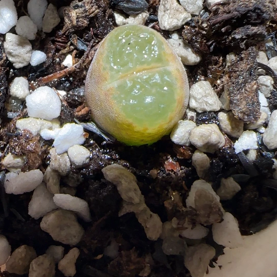 肉锥多肉植物百科-温莎城堡860