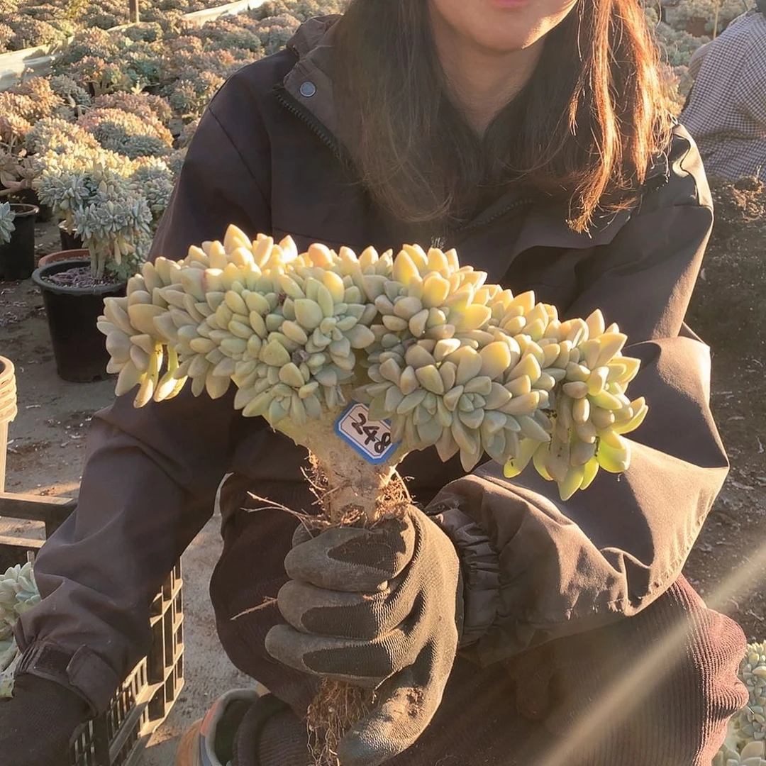248 淡雪缀 一物一拍