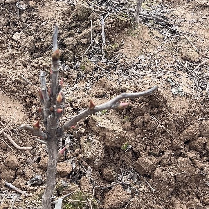 七***》完全开放赵粉中颗