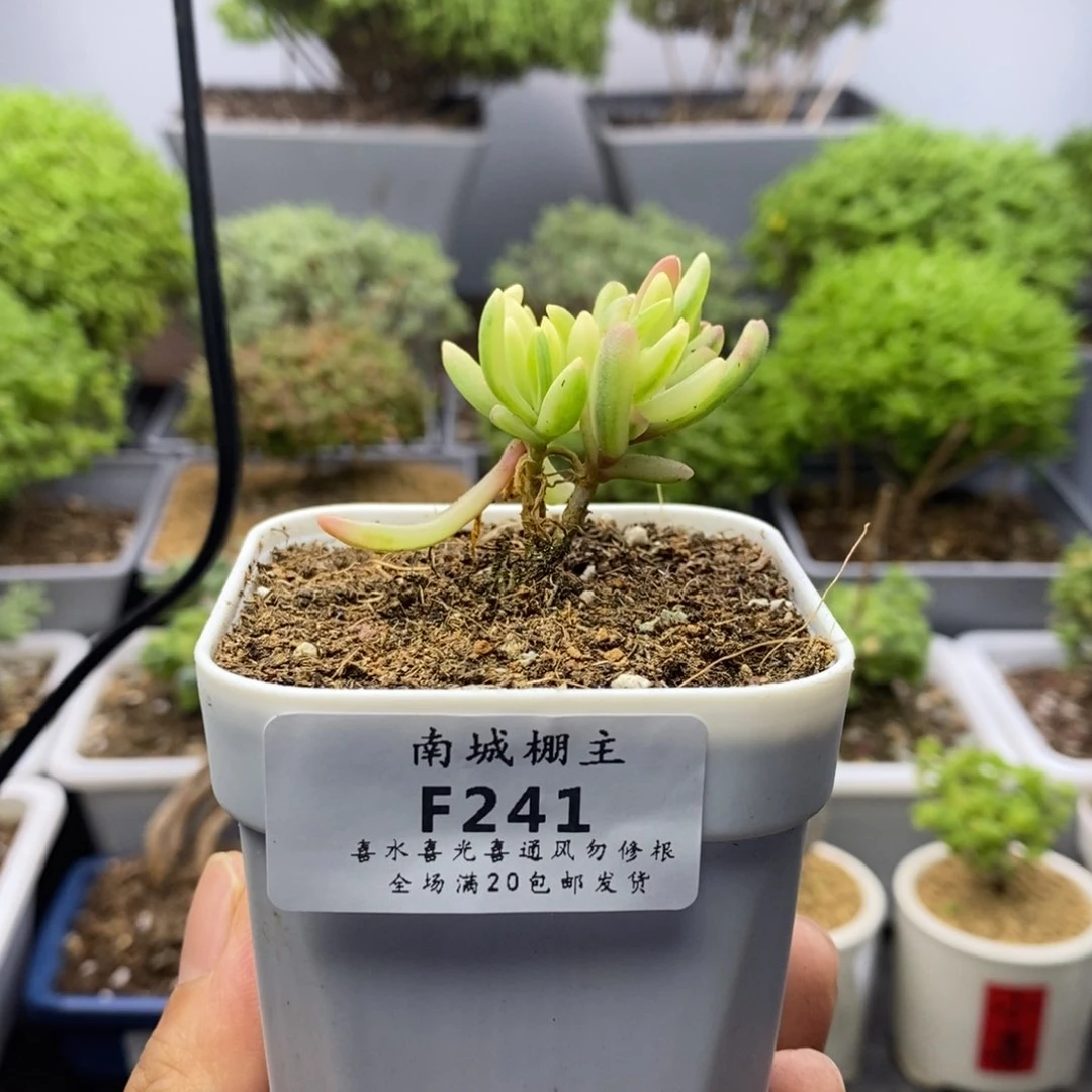 241冰花锦枝干番杏