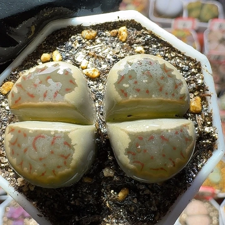 生石花3:：：。    101号