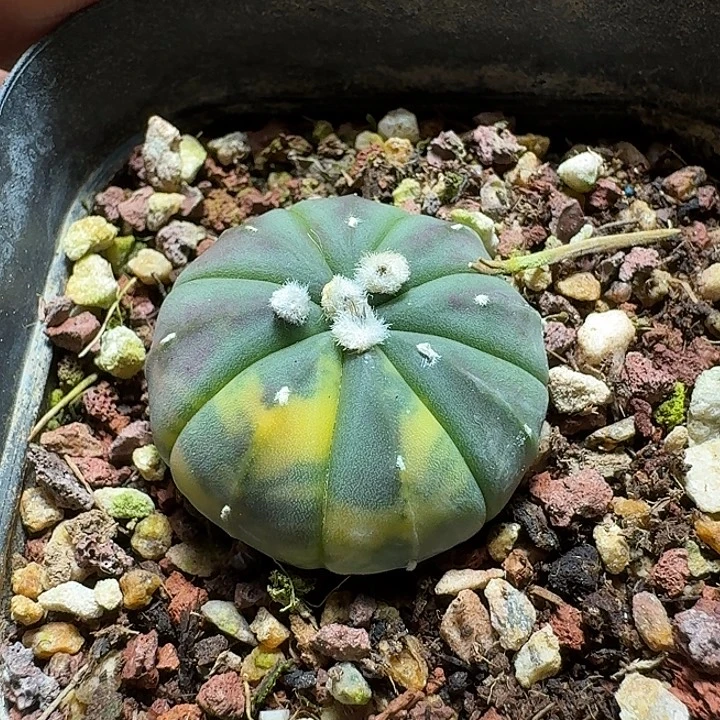 188兜锦脱土发货实生