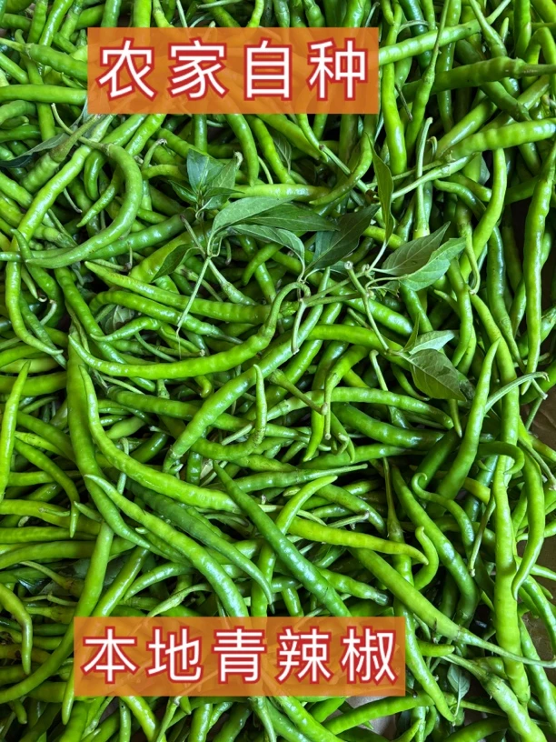 云南丘北农家自种本地青/红辣椒