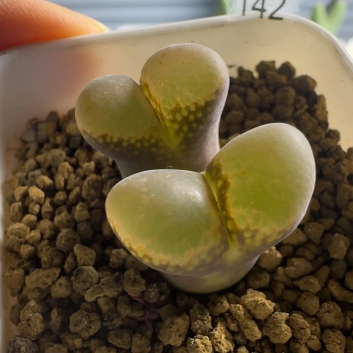 多肉..........142......