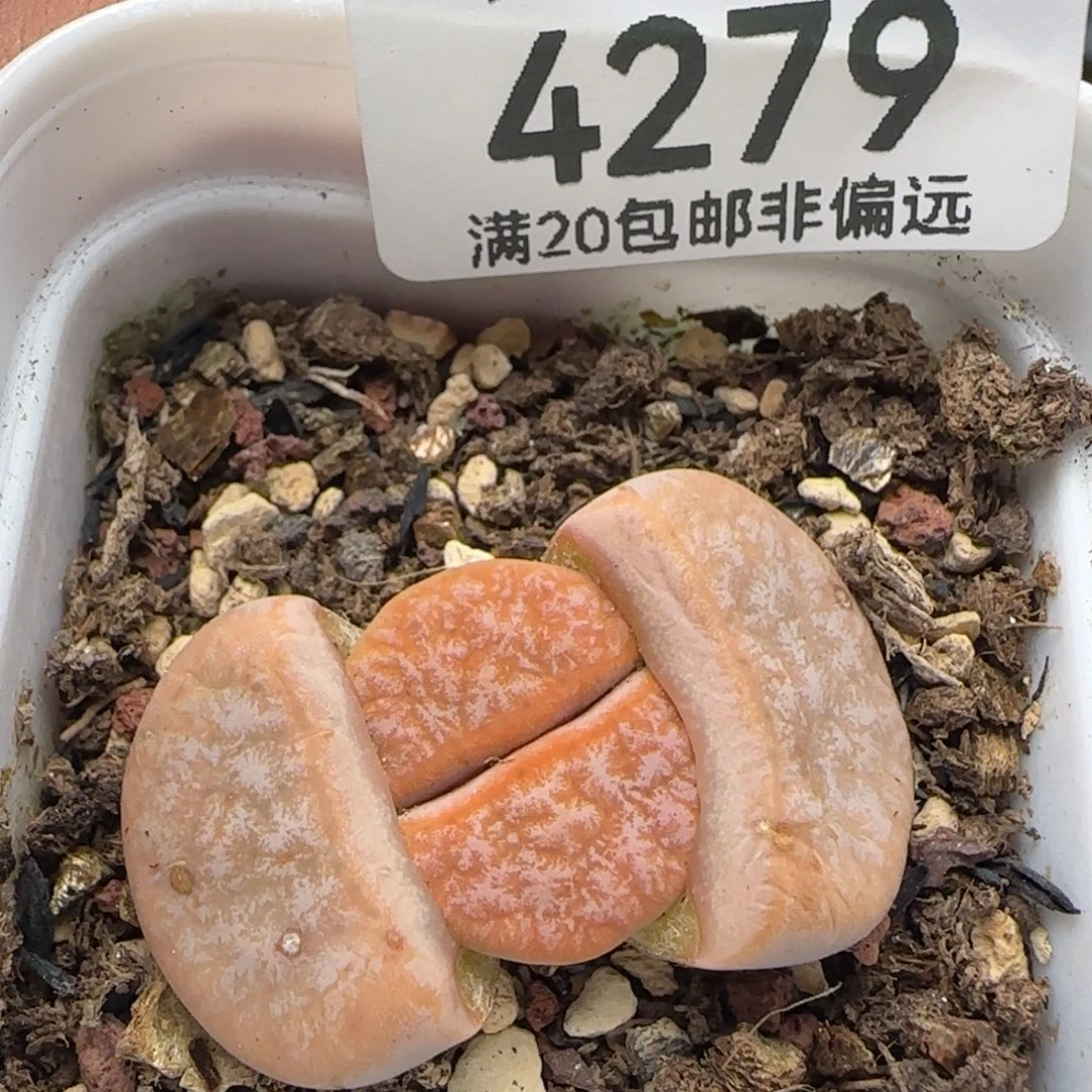 309A拿铁。  带盆土。