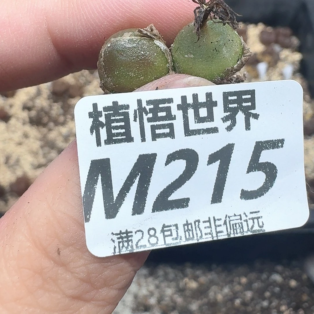 多肉植物的润泽额分