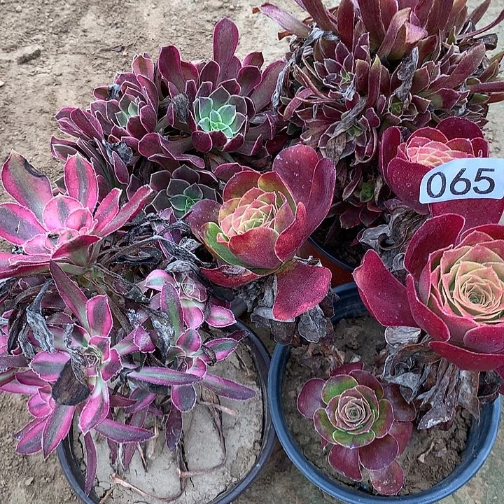 无花朵065四颗DVD肉植物