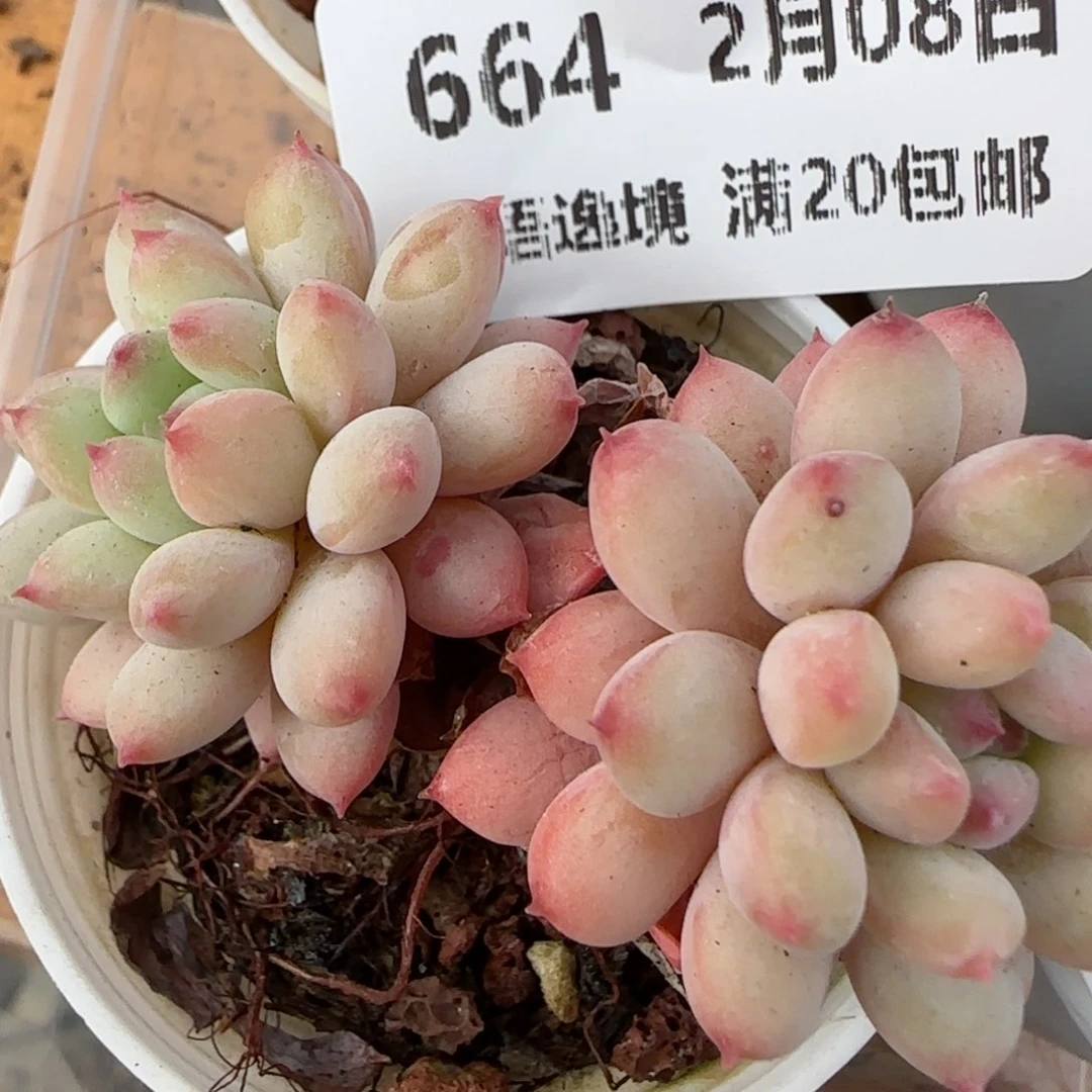 花语逸镜0208-664