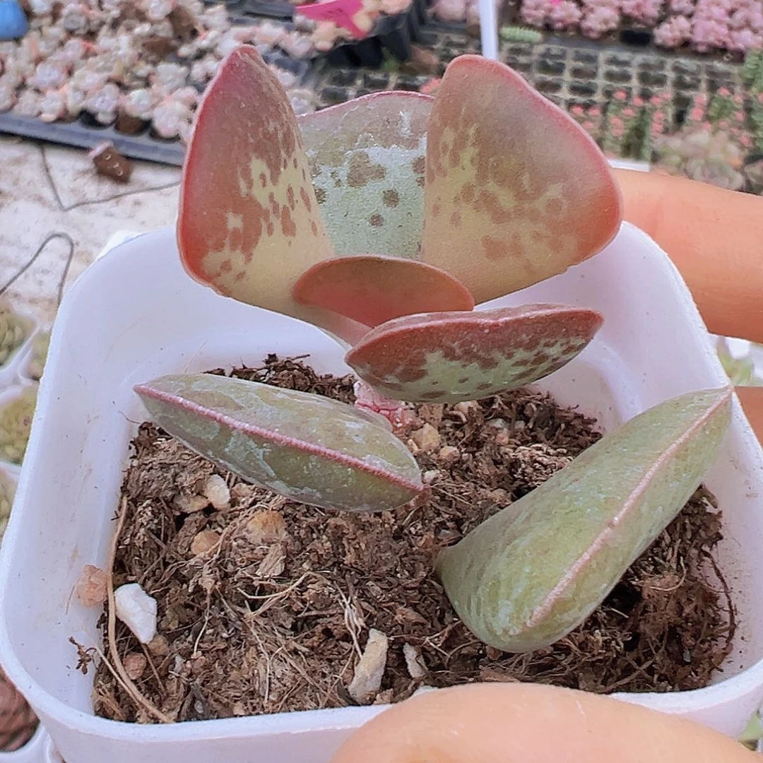 爱心水泡19包邮多肉