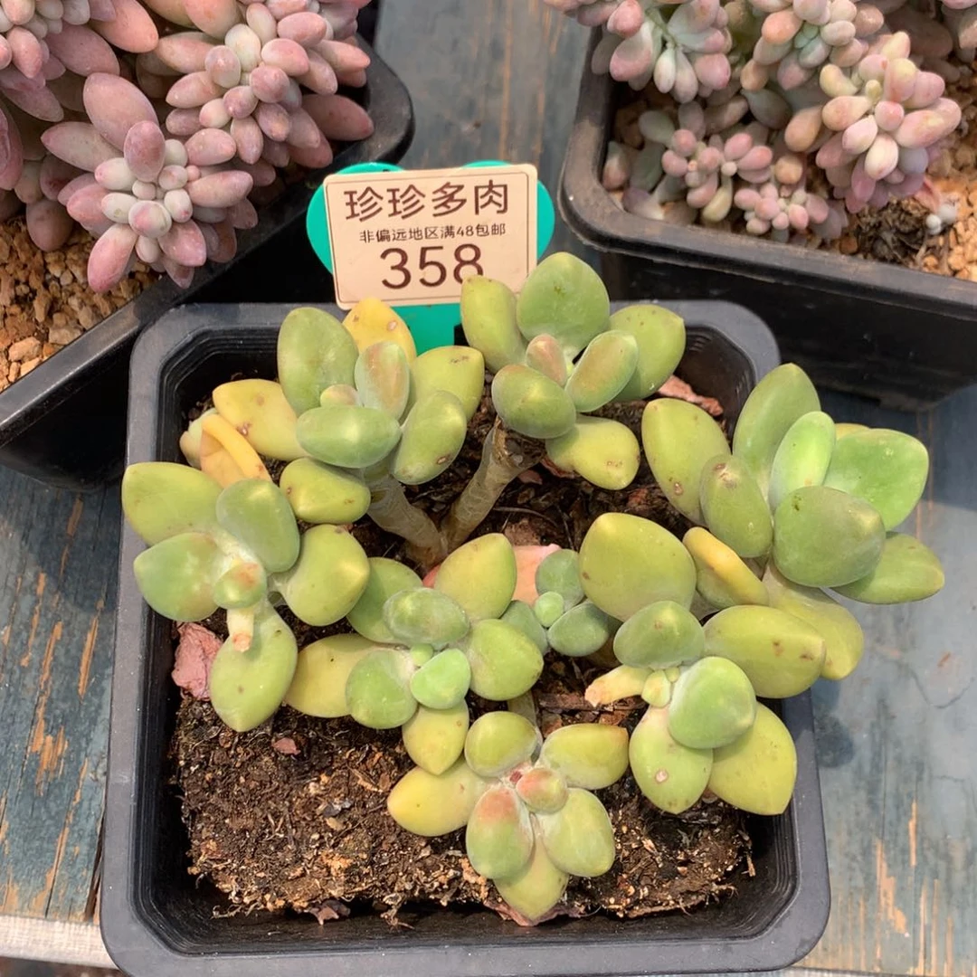 kk美人老桩无砍平头358