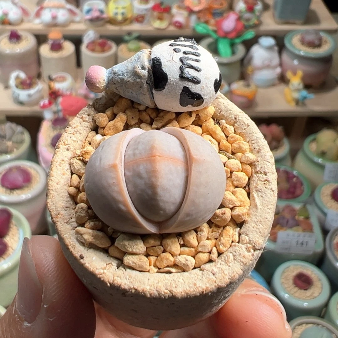 多肉植物186号高尔夫