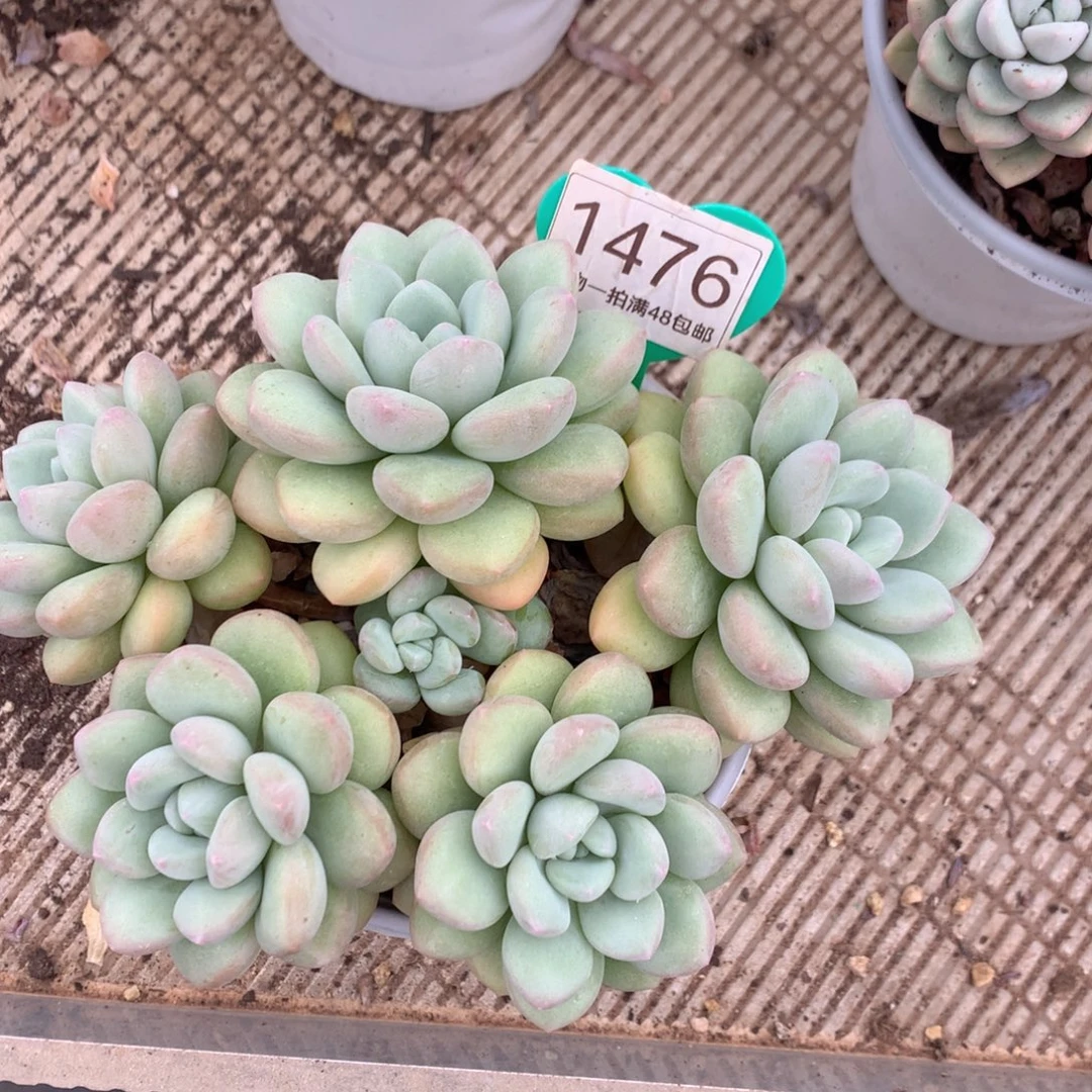 泡泡糖老桩平头1476