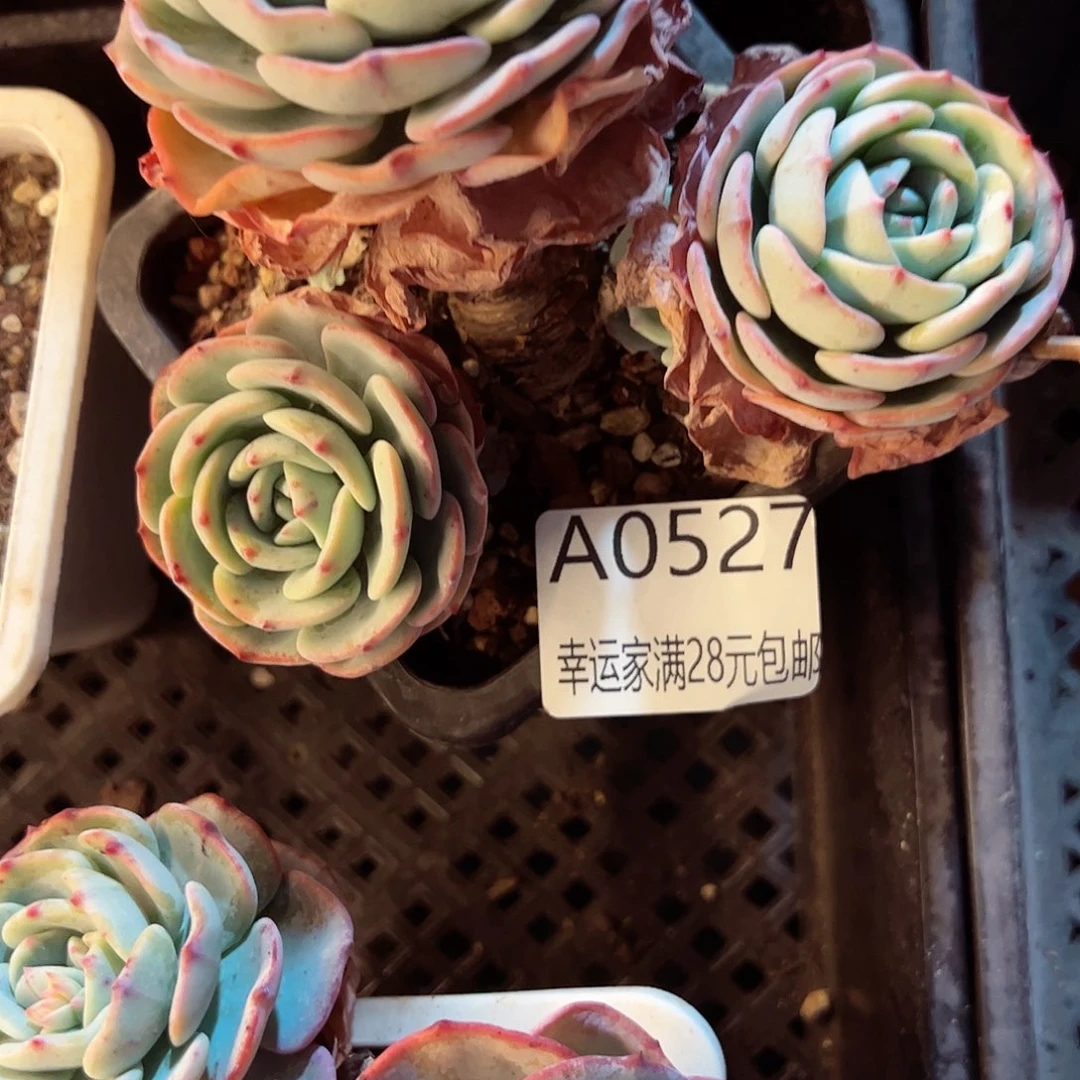 幸运的是我的朋友们