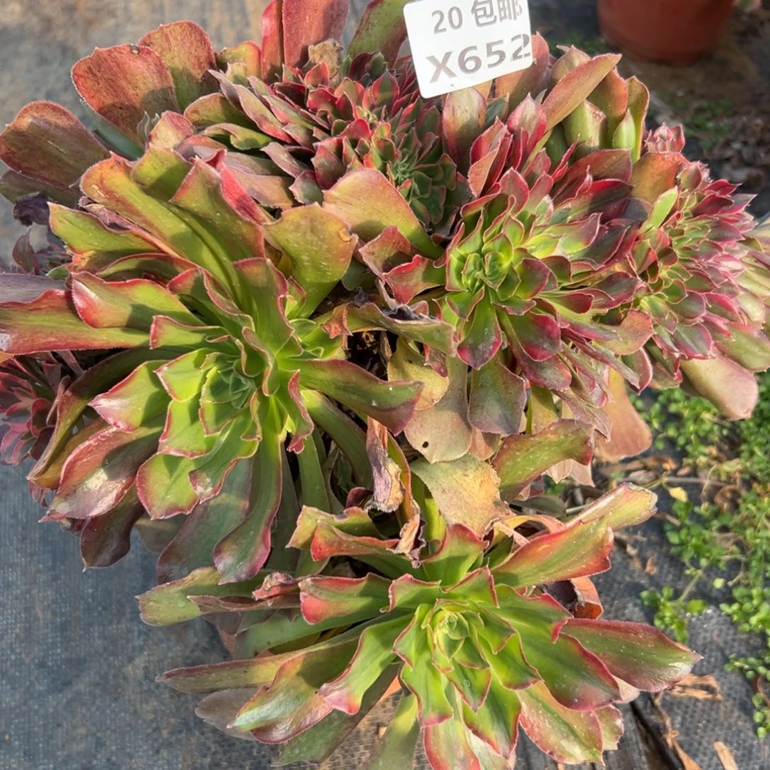 652红秀缀，满20包邮