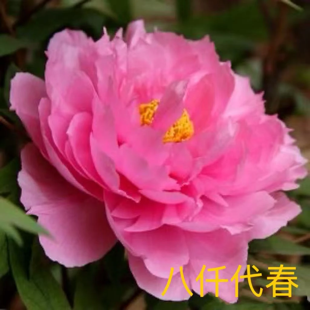 [粉色系]国花牡丹菏泽发货秋天栽种带全根带芽孢发货