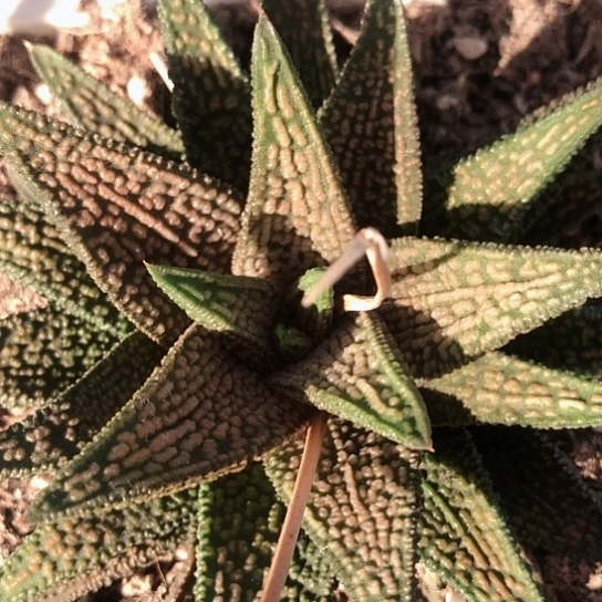 大理石女王硬叶母本