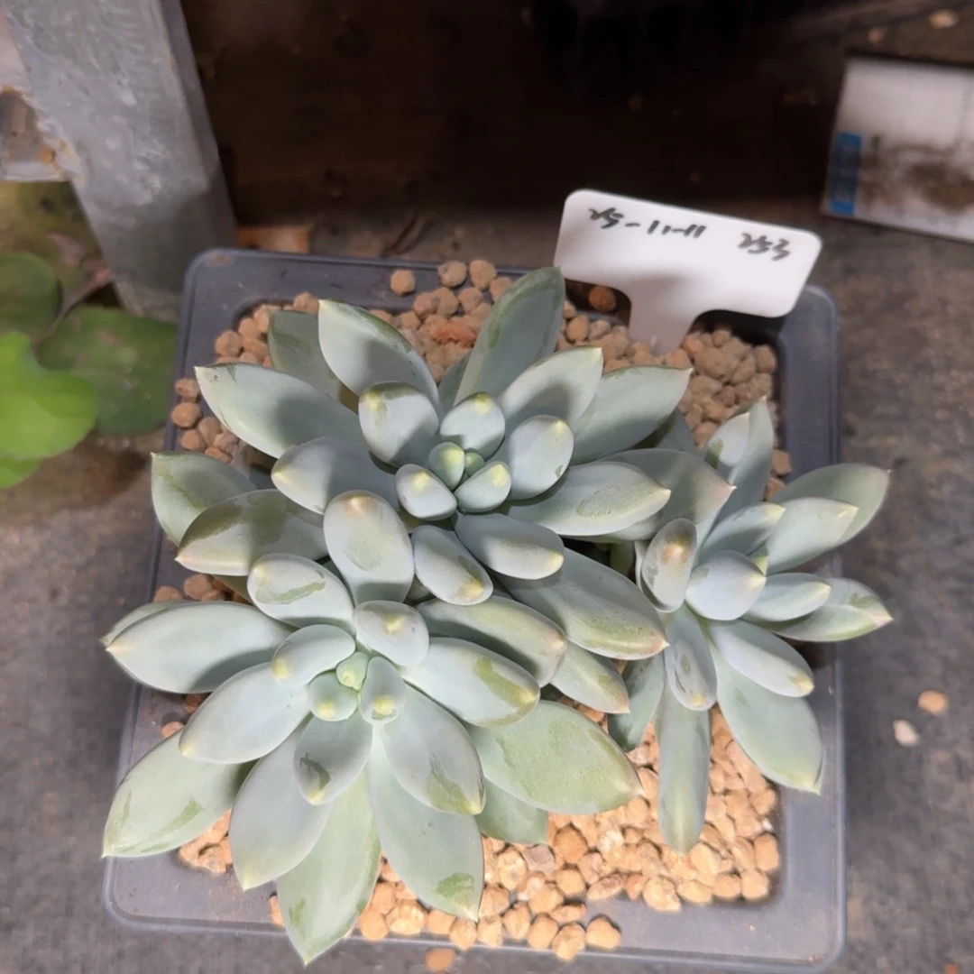 一物一拍双十一场黄胖哥特萝莉253