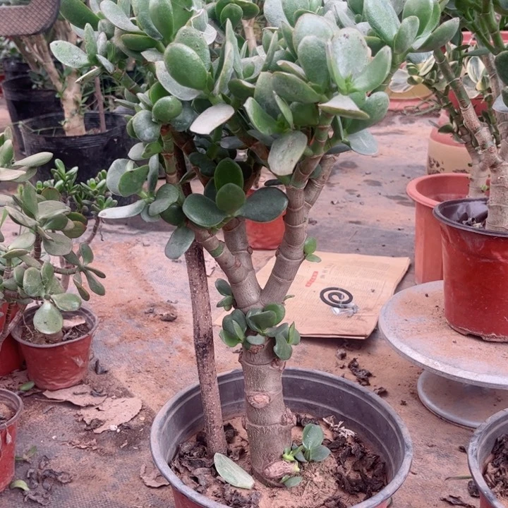 当前无花栽培后可以开花48玉树土球发货