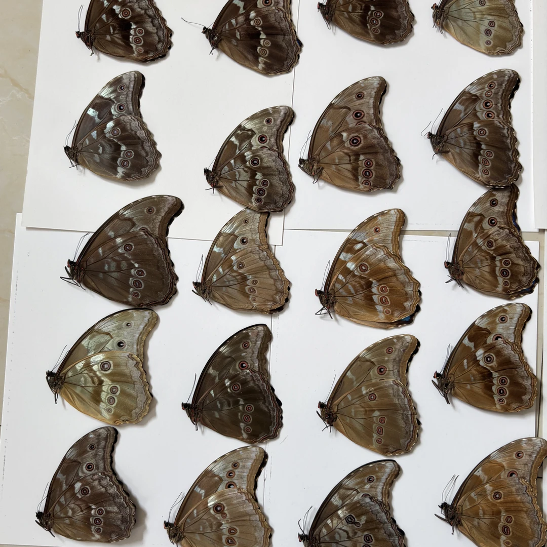 晶闪蝶标本原碟未展翅手工diy材料蓝色翅膀真实批发