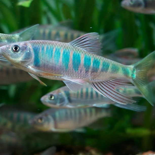 溪流鱼耐养长鳍鱲广温冷水原生观赏鱼桃花鱼马口长鳍鬣淡水溪哥鱼