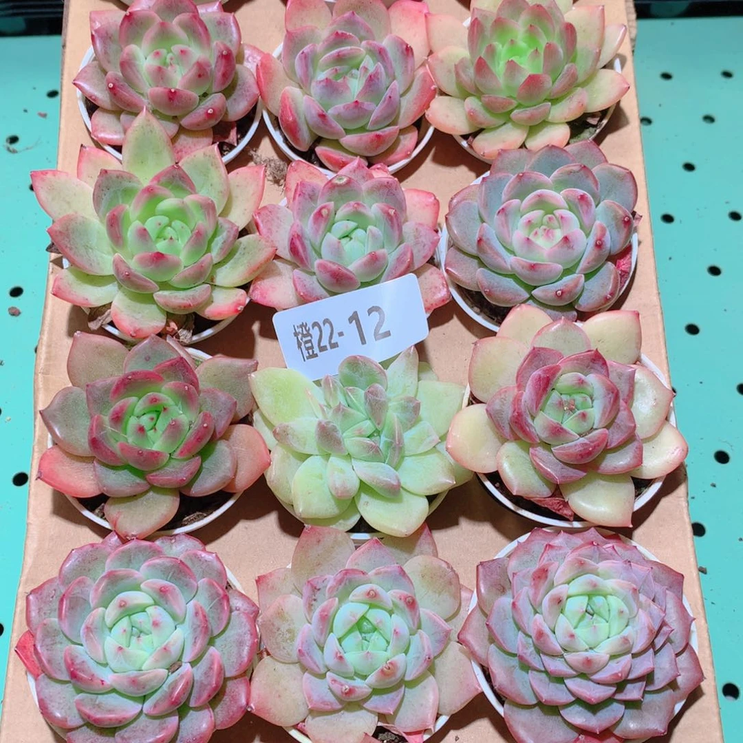 22-12一物一拍多肉带盆18颗