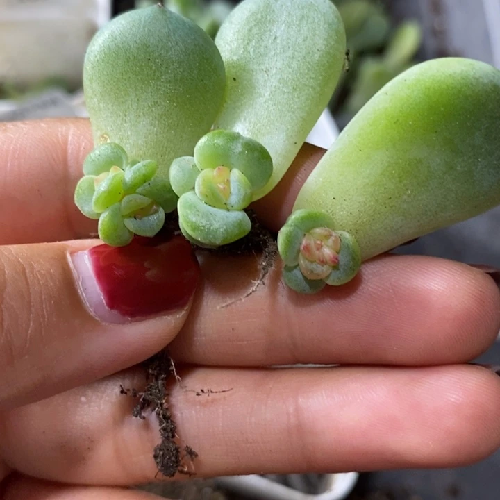 标签249珍妮芽苗一个多肉