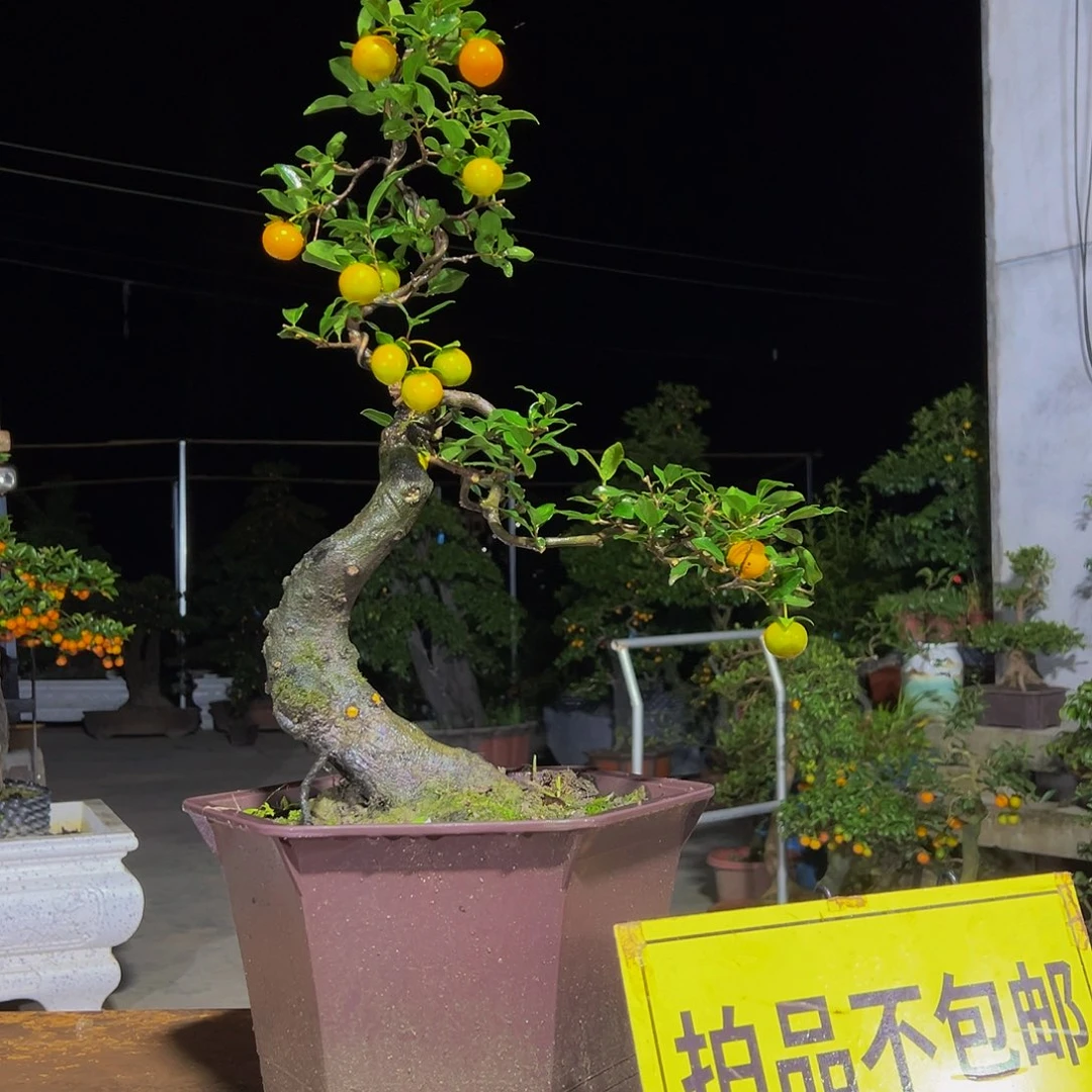 无花朵嫁接金弹子