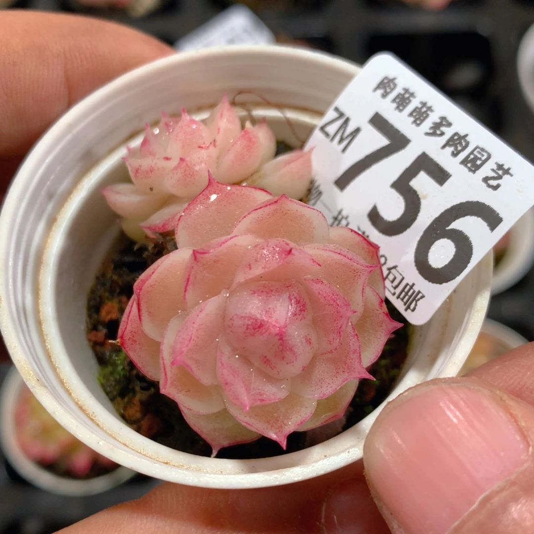 .5CM拇指盆精控多肉ZM756