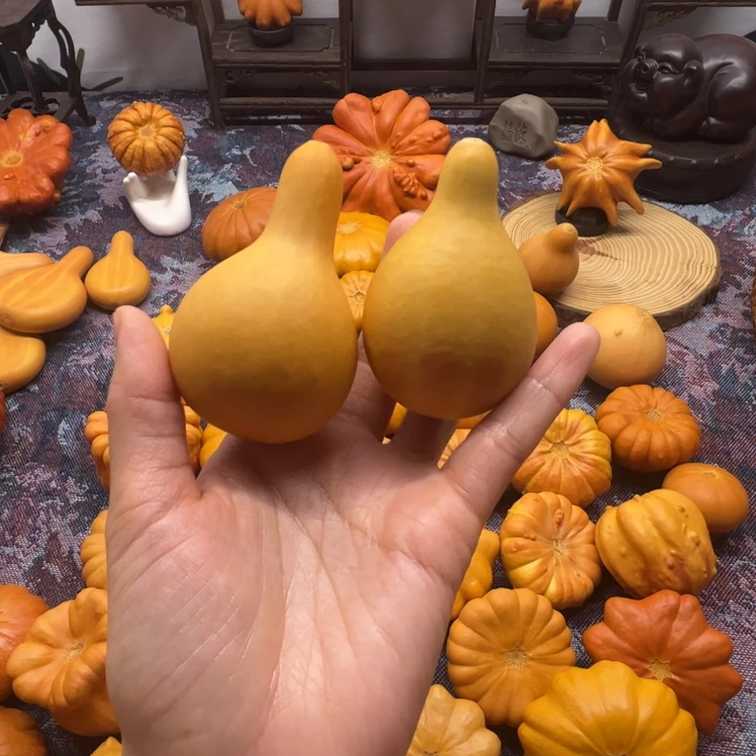 墨西哥葫芦响籽美人