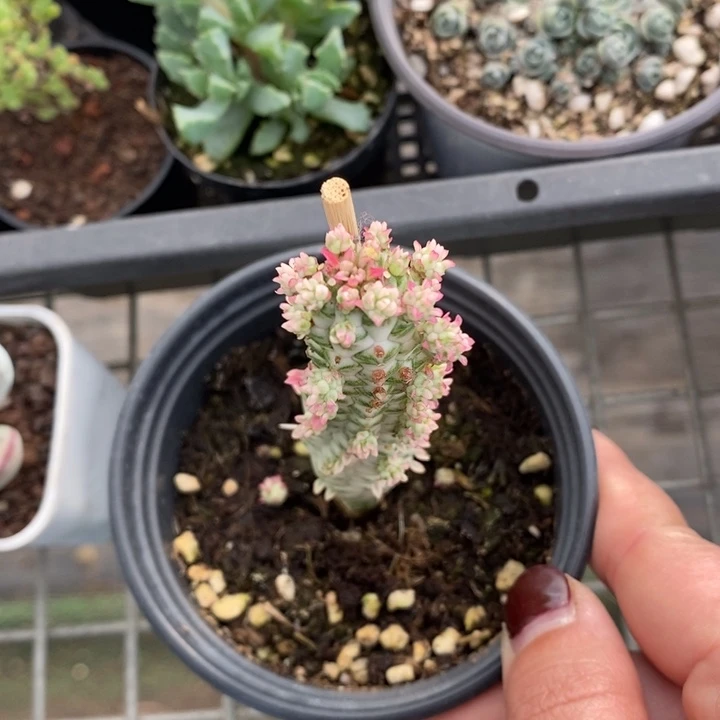 伯克利和格蕾纳等著名音乐家