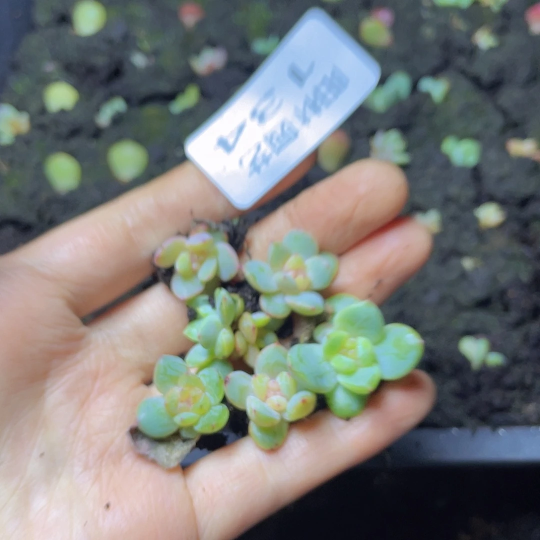 白*子多肉植物多肉植物134