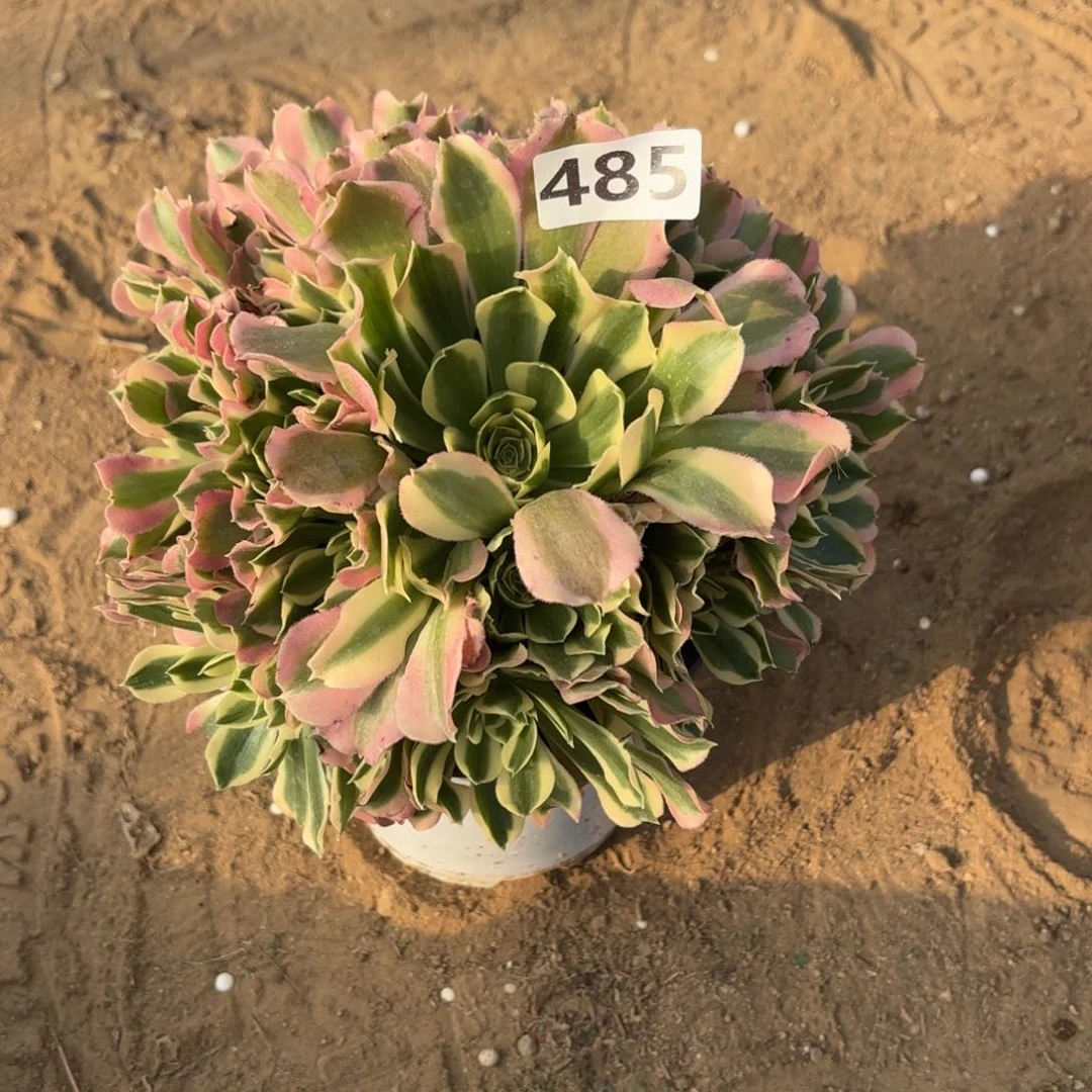 @****485雨花石多肉不包损