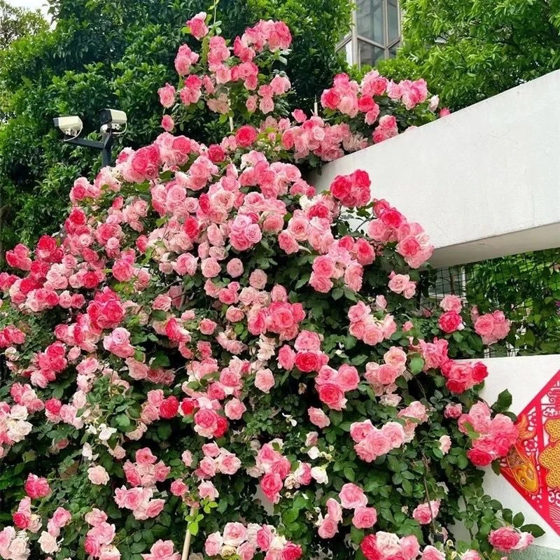 1.5-1.6米【樱霞】多季节重复开花爬藤月季好养易活花卉南北方种植