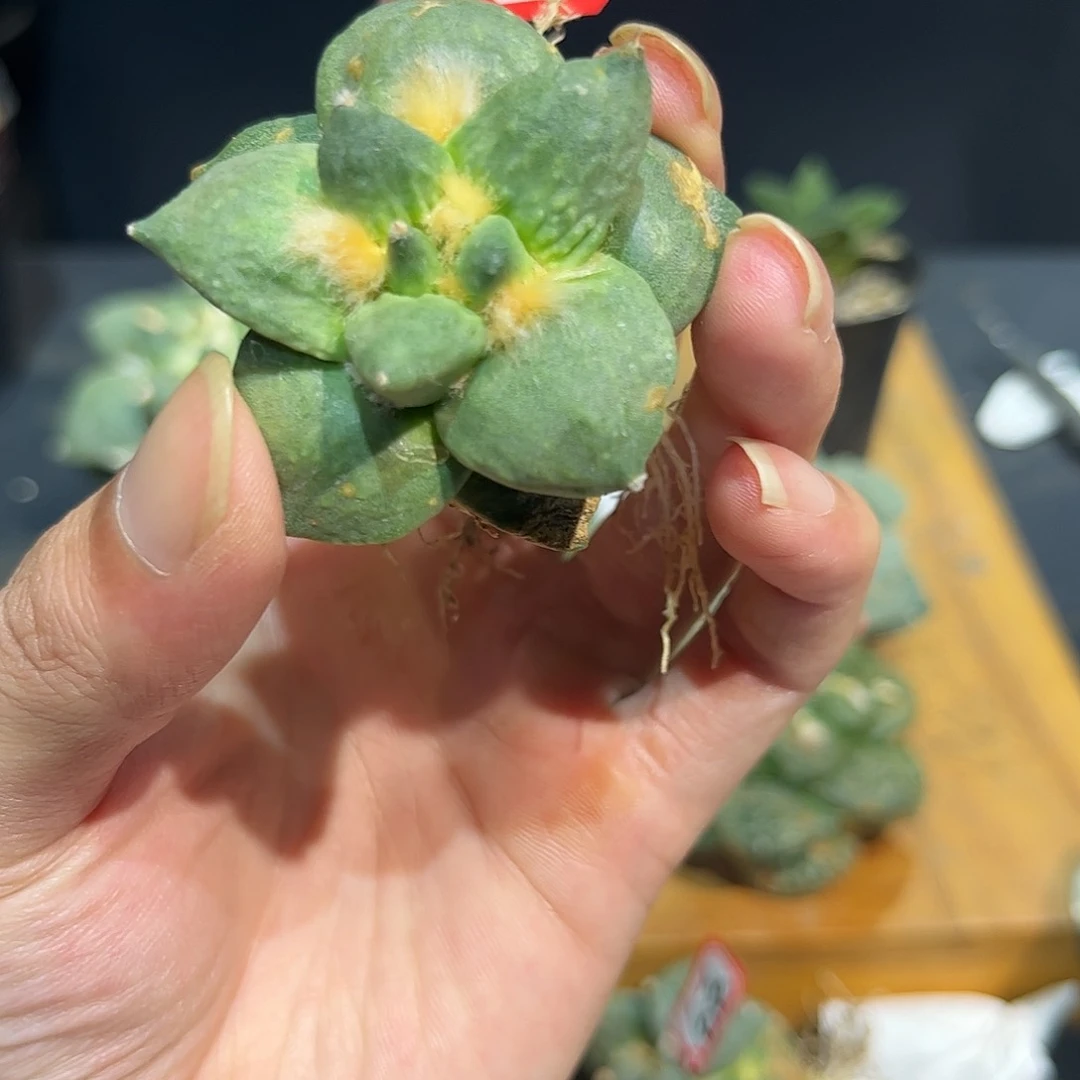 70号自根福利怒涛