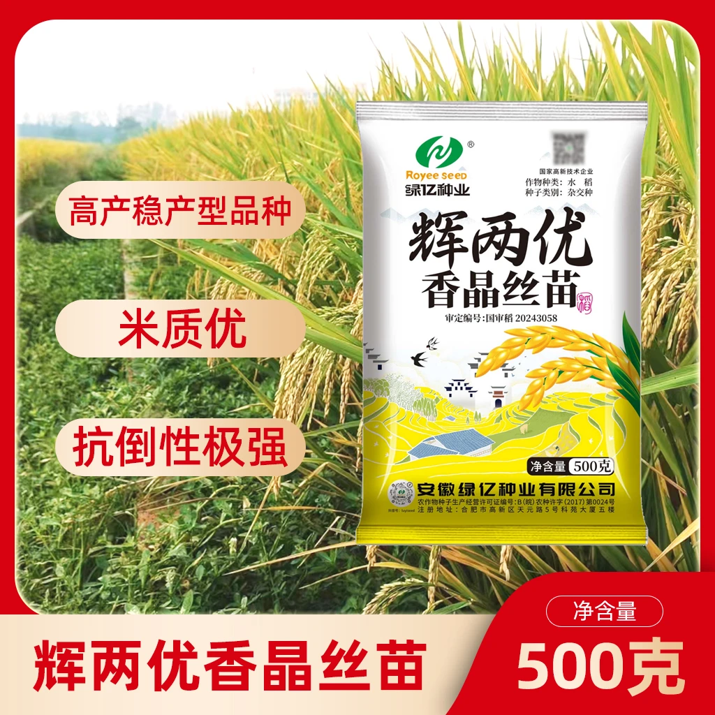 辉两优香晶丝苗高产栽培800公斤杂交优质米抗倒性极强一季中稻