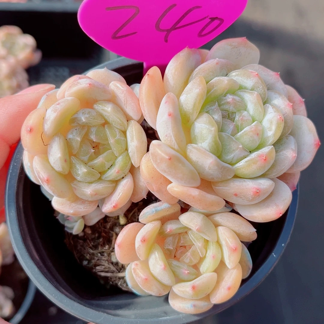 240号小老桩白恋群