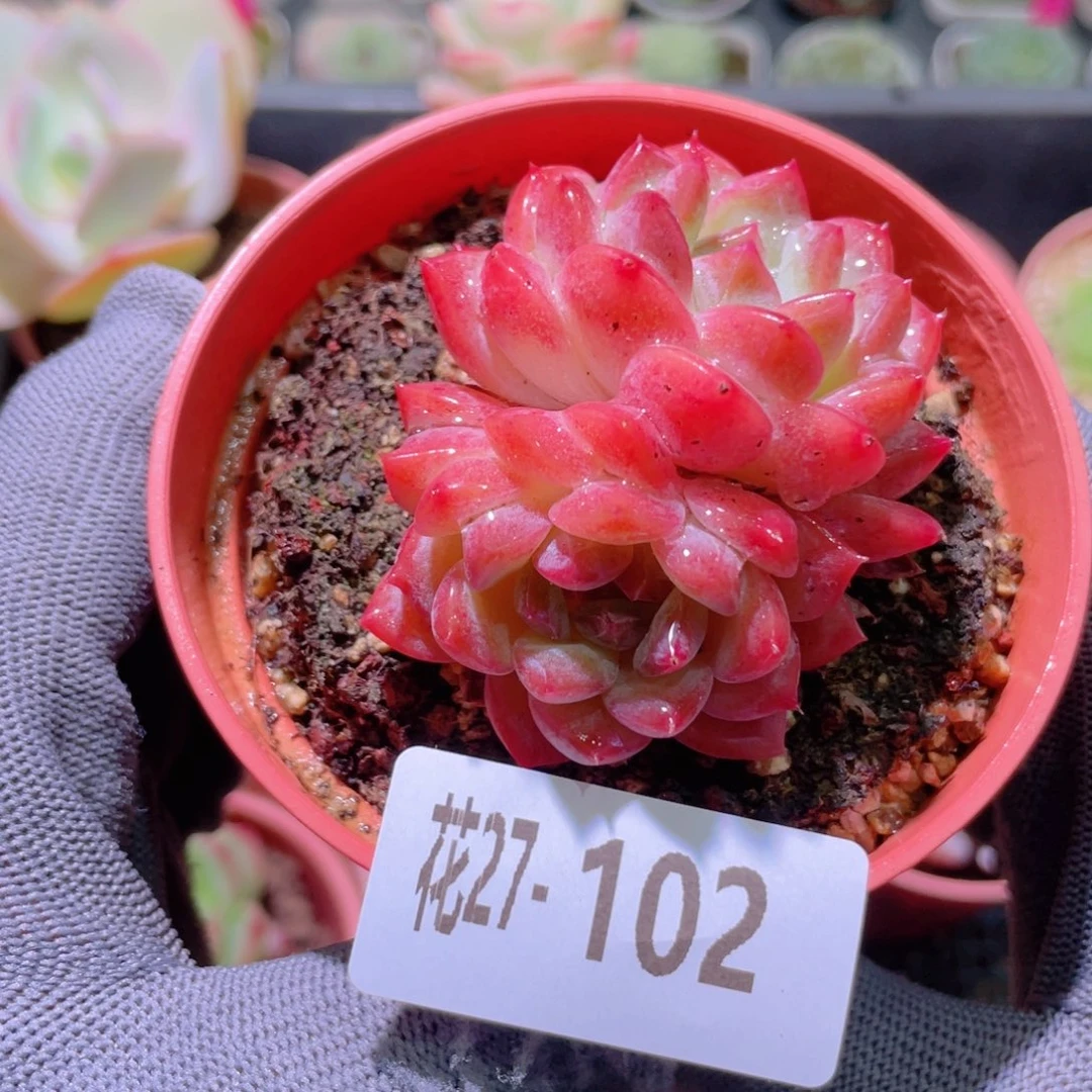 花利美27-102颜霜