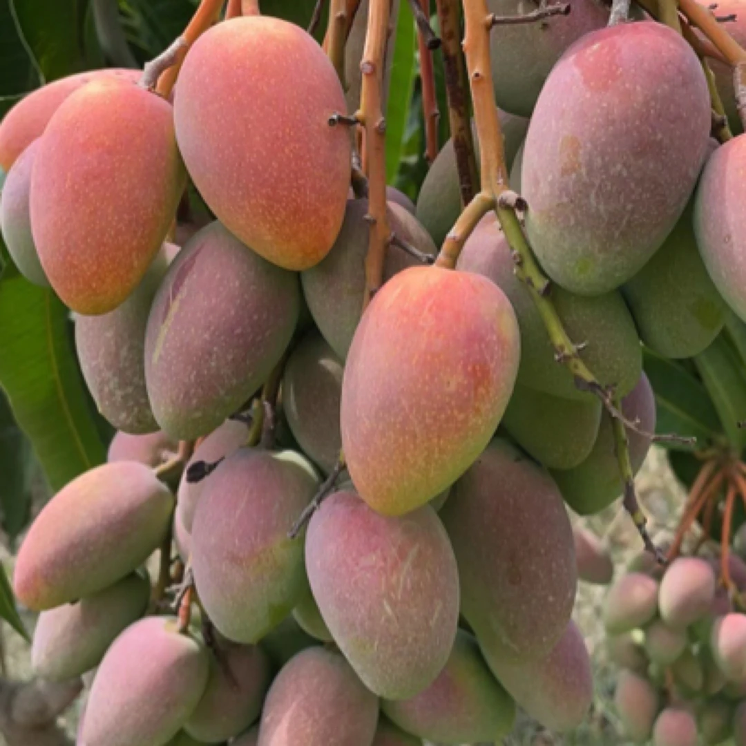 四川攀枝花贵妃芒新鲜采摘应季水果