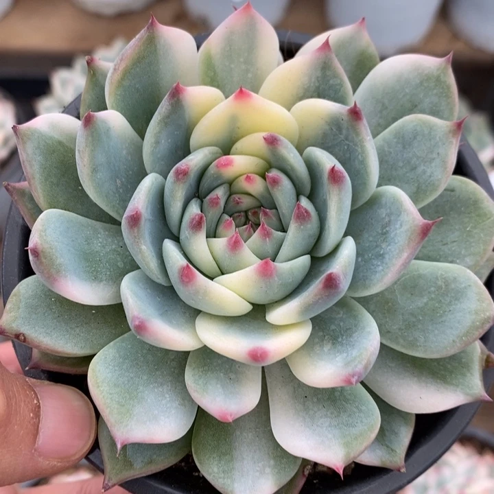 吉娃娃锦多肉植物A2964