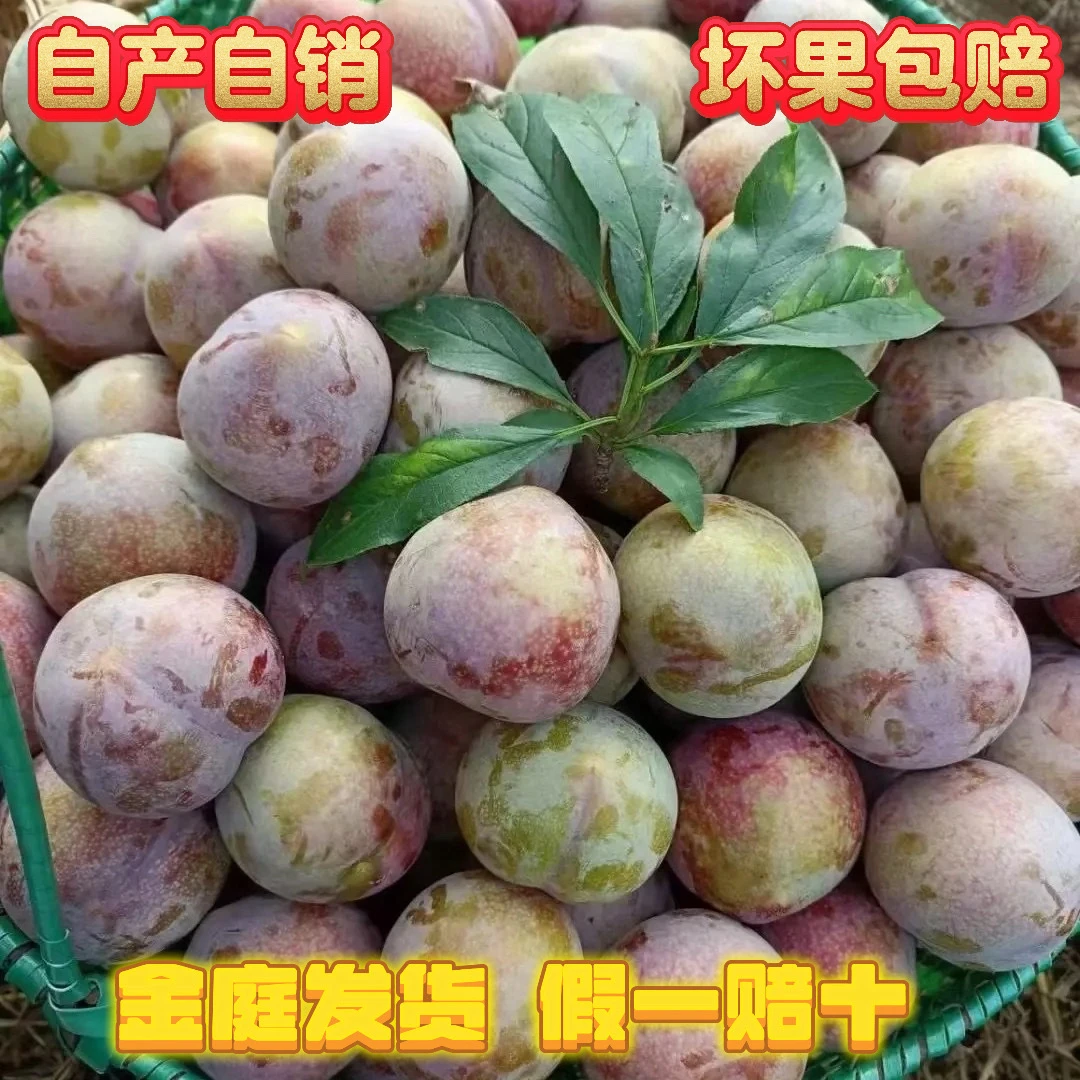 正宗嵊州金庭桃形李精品礼盒装